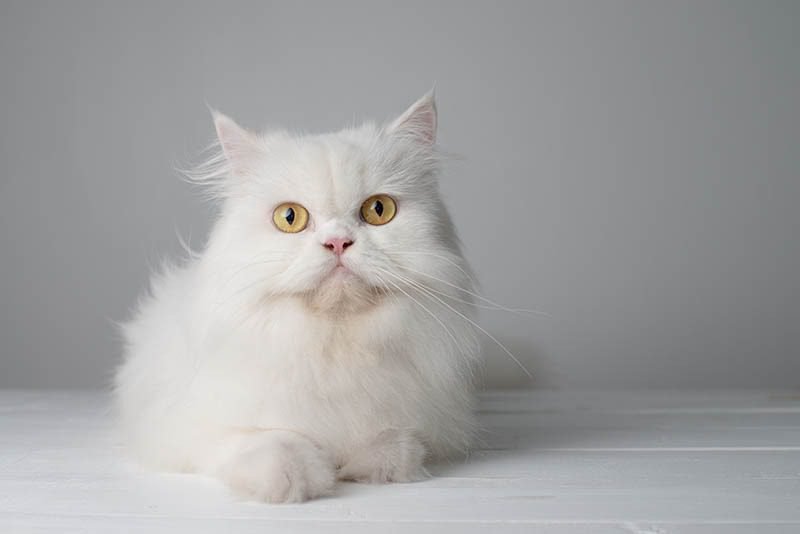 The History of White Persian Cats