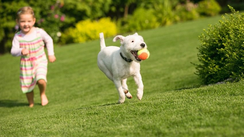 The Importance of Physical Exercise for Dogs