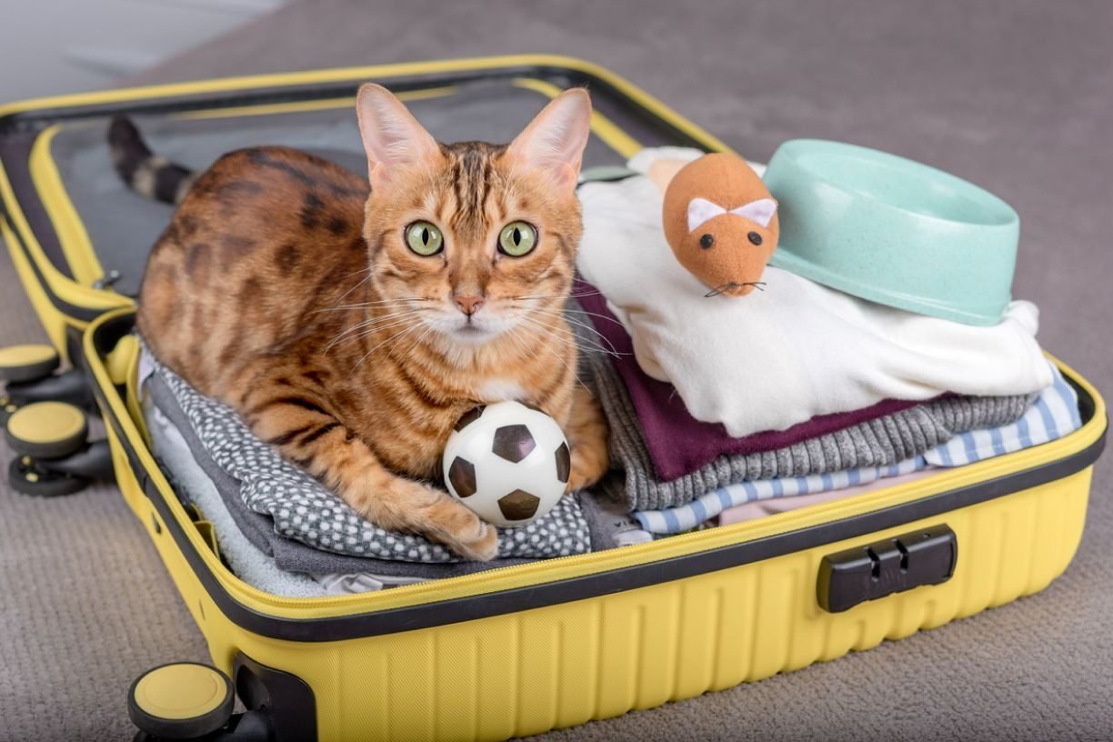 The Importance of Preparing Your Cat for Vacation