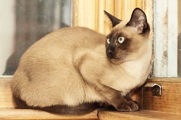 The Risk of Testicular Cancer in Male Cats