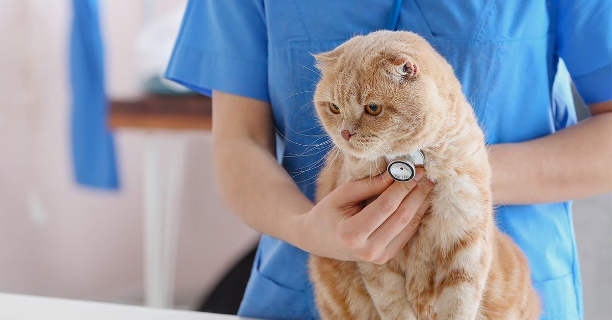 The Role of Veterinarians in Evaluating a Cat's Health