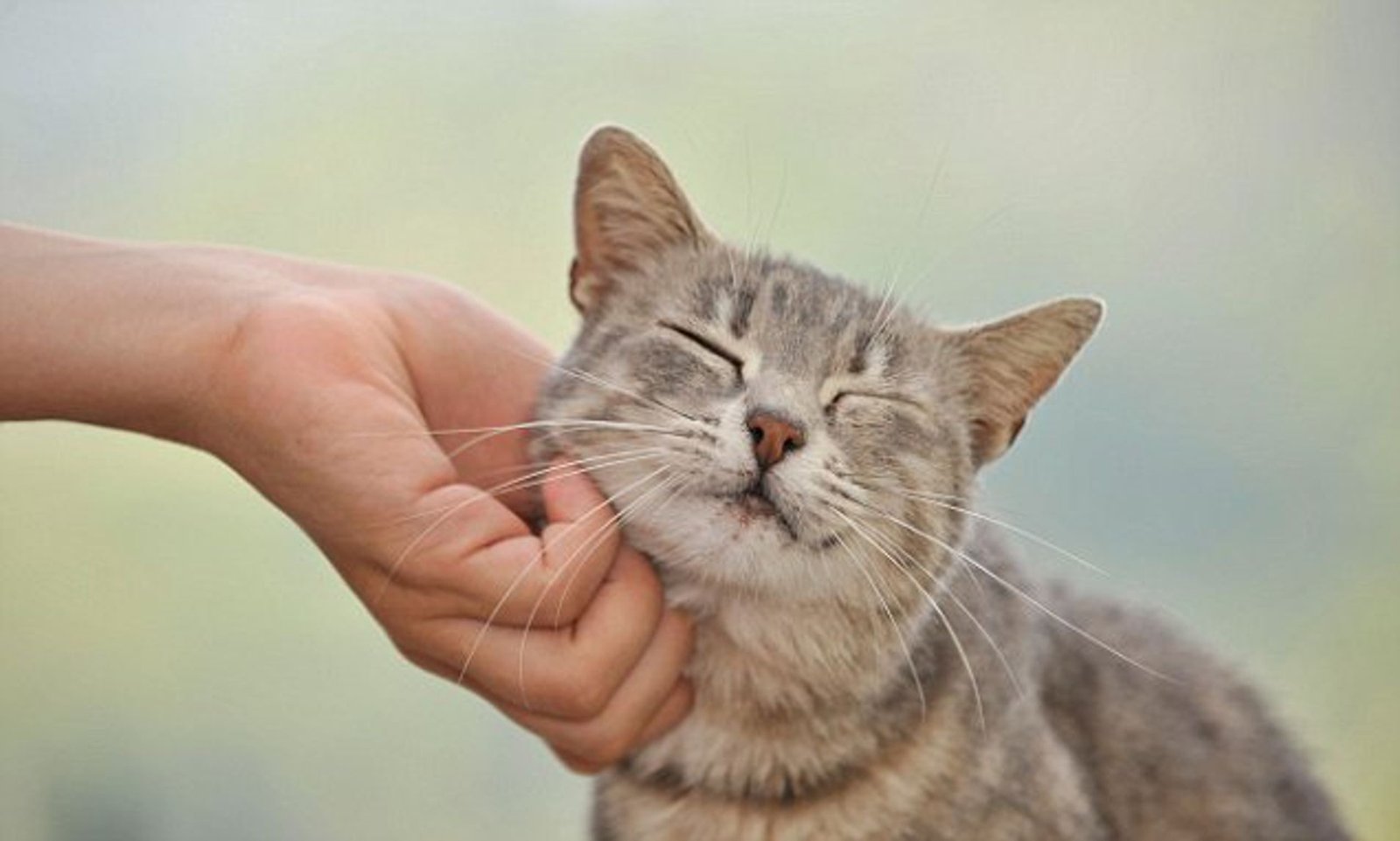 The Science Behind Cat Petting