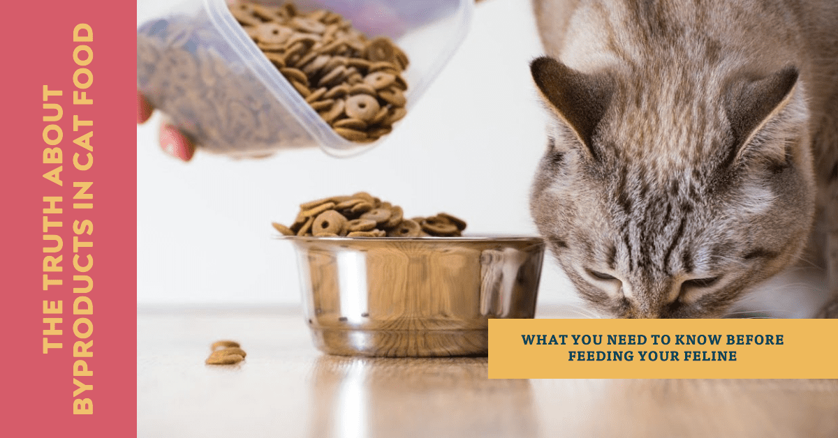 Understanding Byproducts in Cat Food