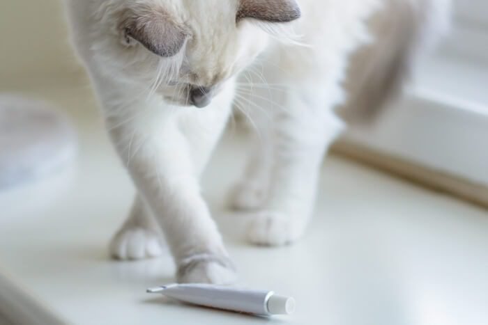 There are no over-the-counter alternatives to Neosporin for cats
