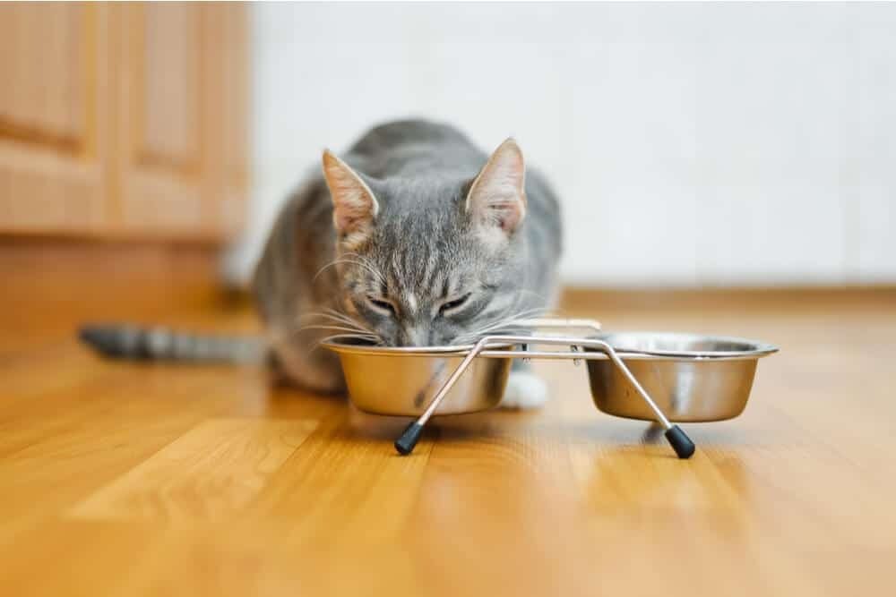 Tips for Feeding Cats with Whisker Fatigue