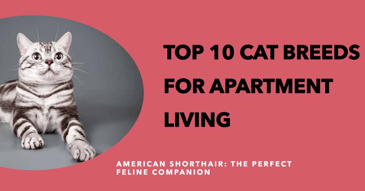 10 Best Cat Breeds for Apartment Living: American Shorthair