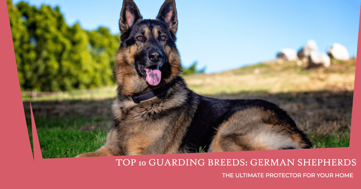 The Top Ten Guarding Breeds for Dog Owners: German Shepherds