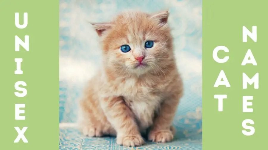 Top Unisex Cat Names