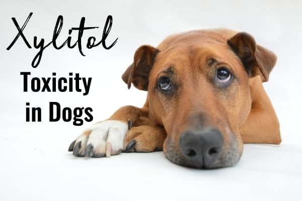 Toxicity of Xylitol to Dogs