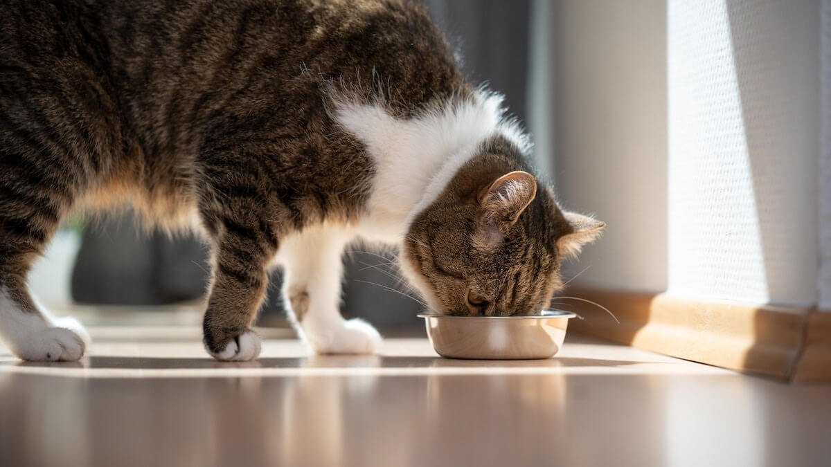 Transitioning to Adult Cat Food