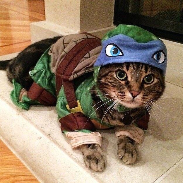 Turtle Cat costume halloween