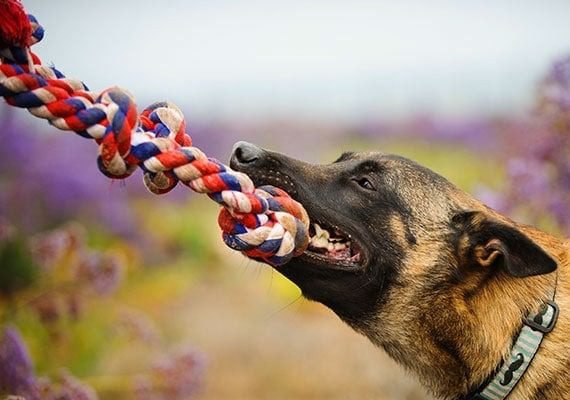 Types of Rope Dog Toys