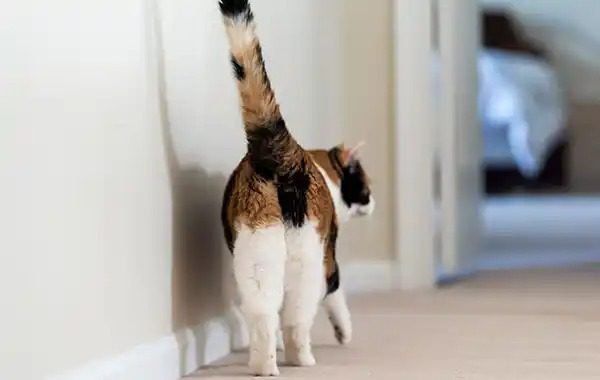 Understand why cats show their butts