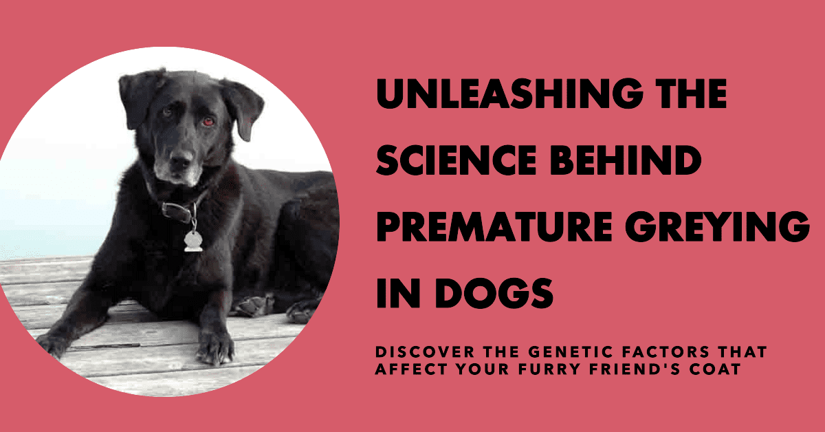 Genetic Factors Why Dogs Go Grey Early