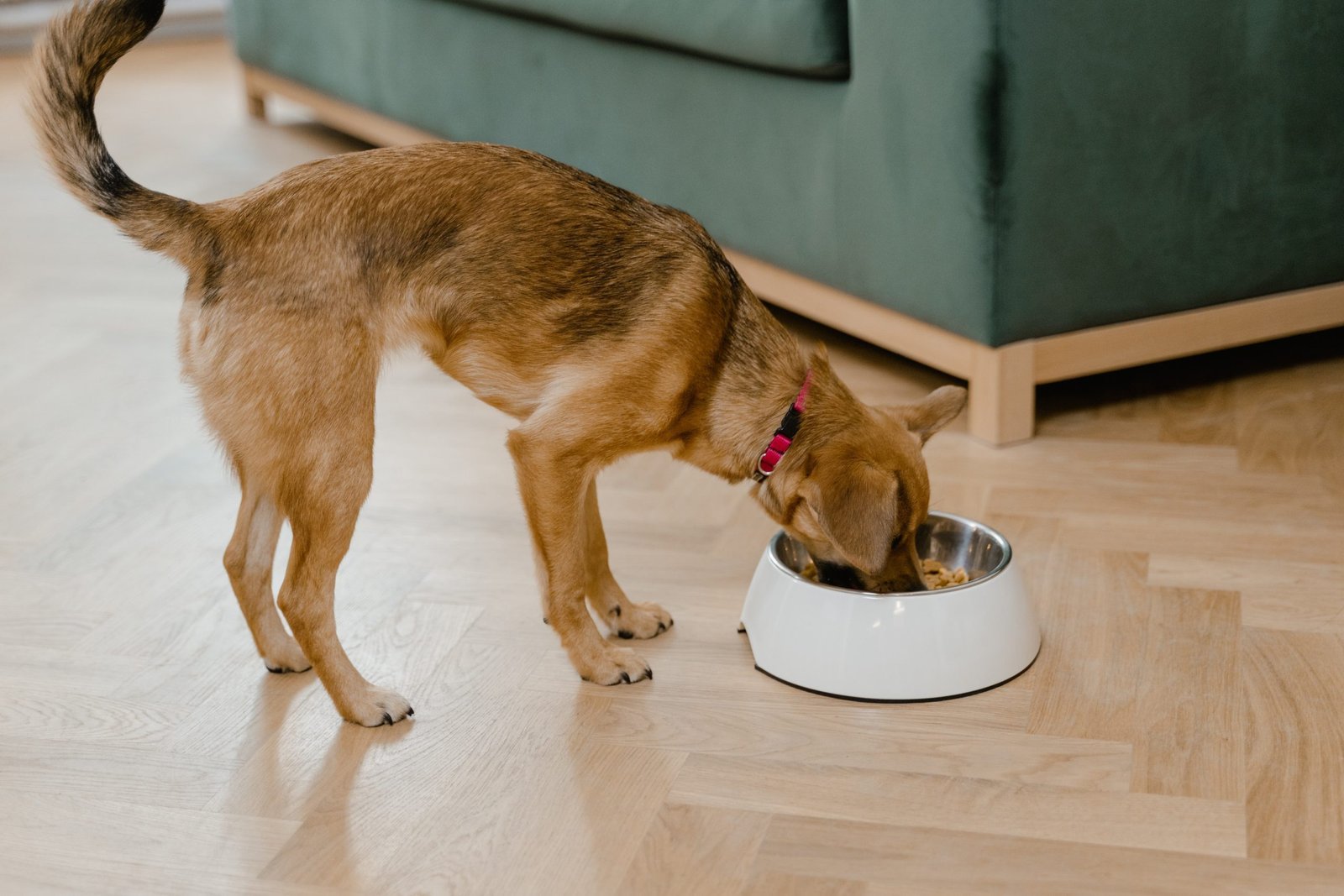 Using Flat-Faced Dog Bowls Effectively