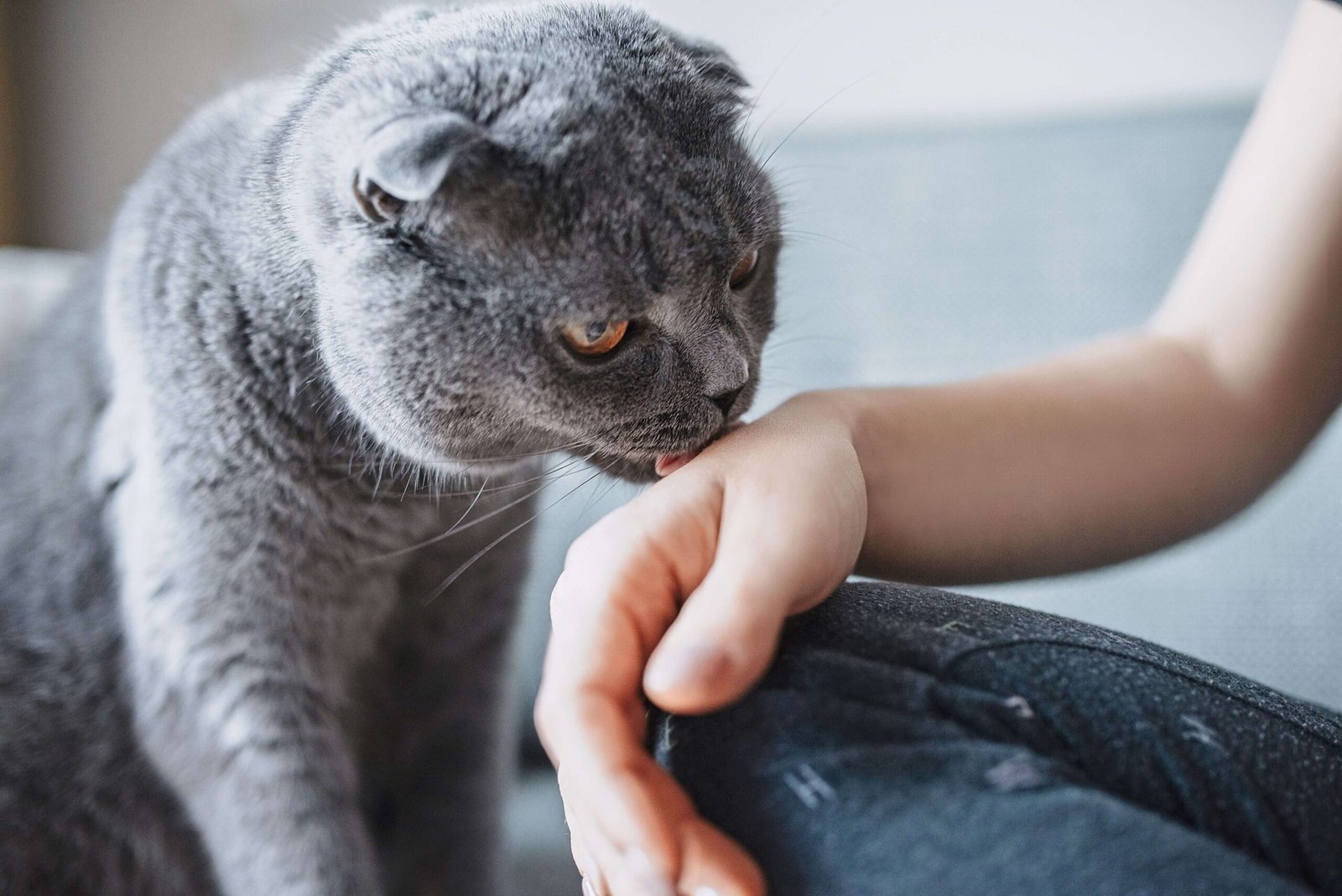 What Does It Mean When a Cat Licks You?