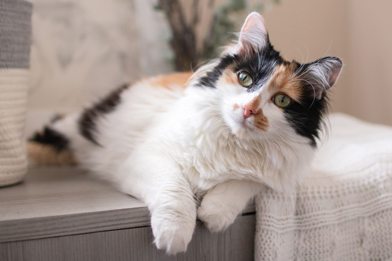 Why Are So Many Calico Cats Female?