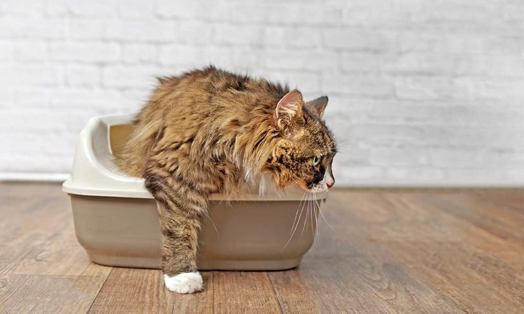 Why Cats Don't Always Cover Their Poop BEACONPET