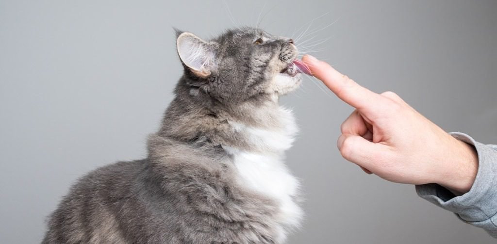 Why Do Cats Lick Their Owners: Attention-seeking and Teaching Behavior