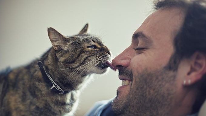 Why Do Cats Lick Their Owners: Territorial Marking and Ownership