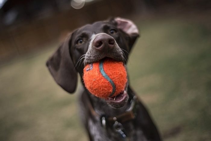 Why Tennis Balls can be Harmful to Dogs: Wearing Down of Teeth