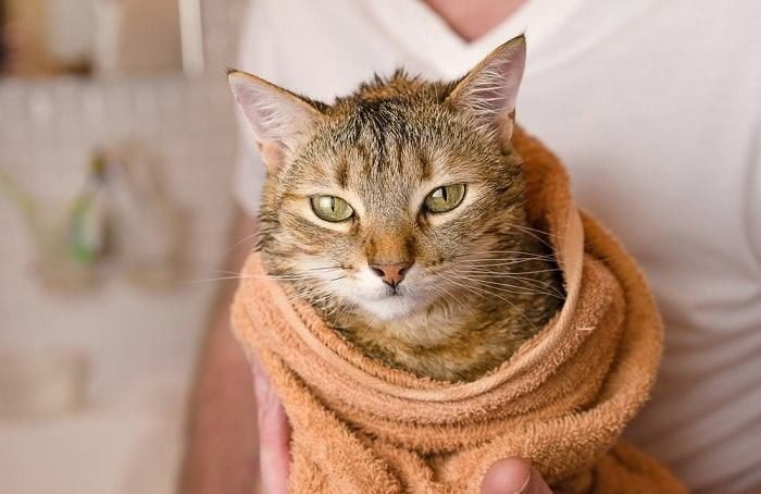 Wrapping the Cat in a Towel