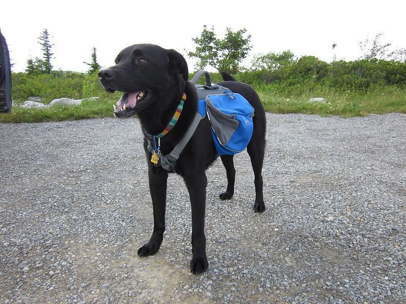 Benefits of the Kyjen Outward Hound Dog Backpack