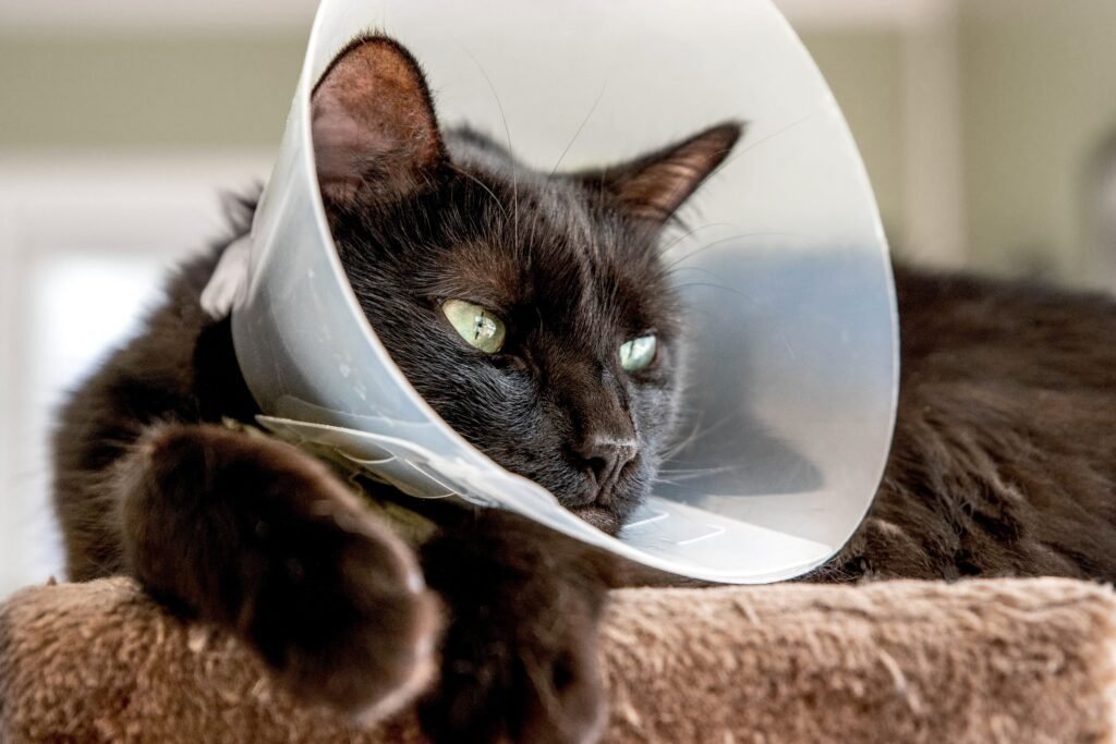 Factors to consider when choosing E-Collars for Cat Surgery Recovery