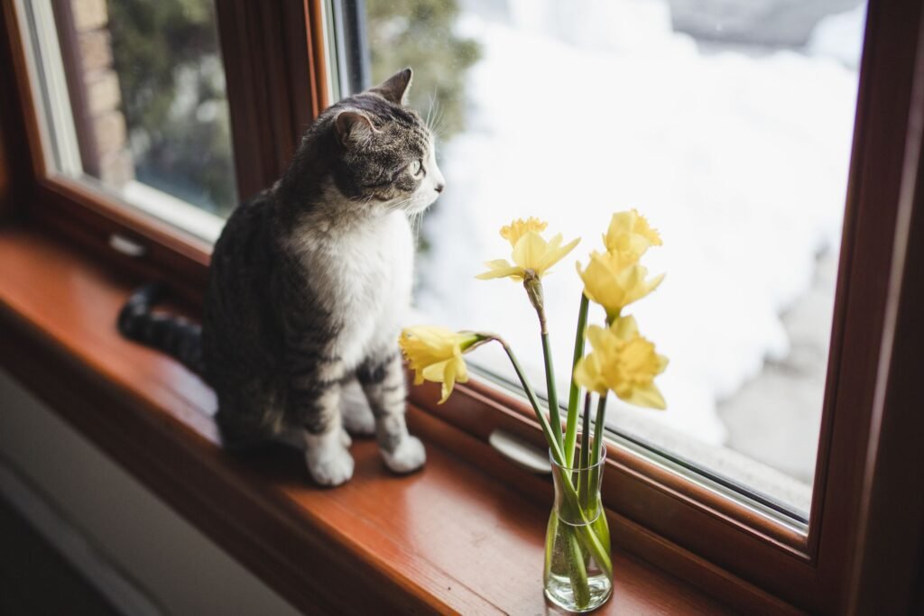 What To Do If Your Cat Eats a Daffodil