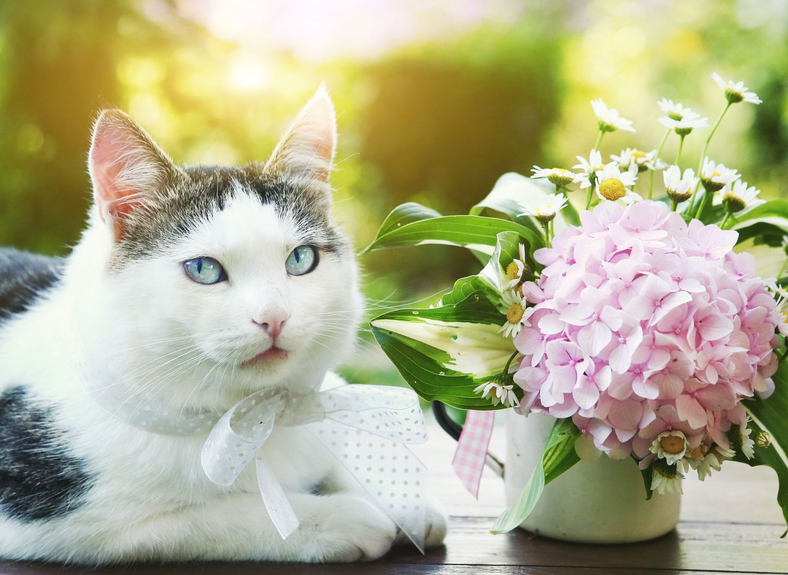 Are Hydrangeas Toxic to Cats?