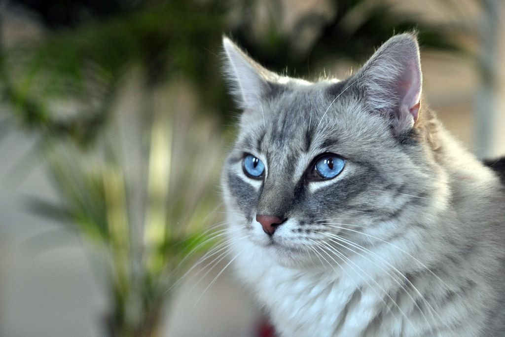 Grooming and Maintenance of Ragdoll Cats