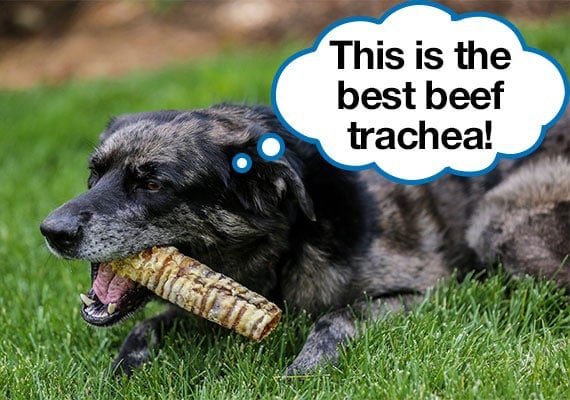 Benefits of Beef Trachea Chews for Dogs