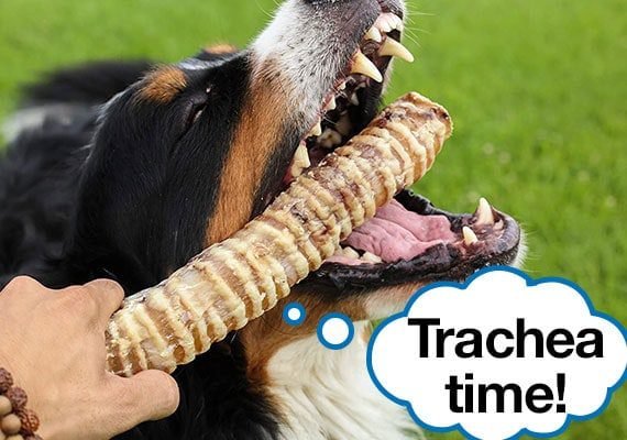 Benefits of Beef Trachea Chews for Dogs