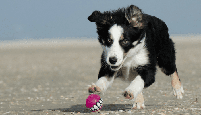 Building a Strong Bond with Your New Dog: Engaging in Interactive Play