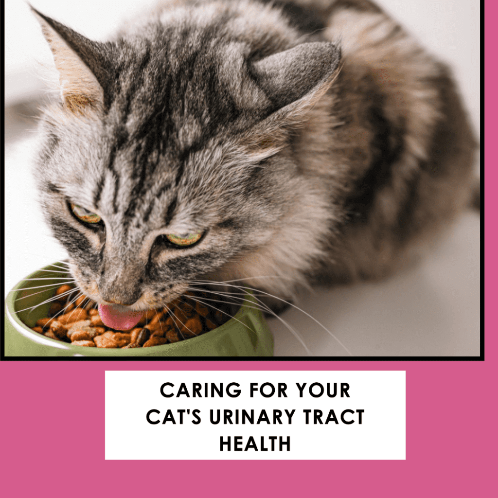 caring-for-your-cats-urinary-tract-health