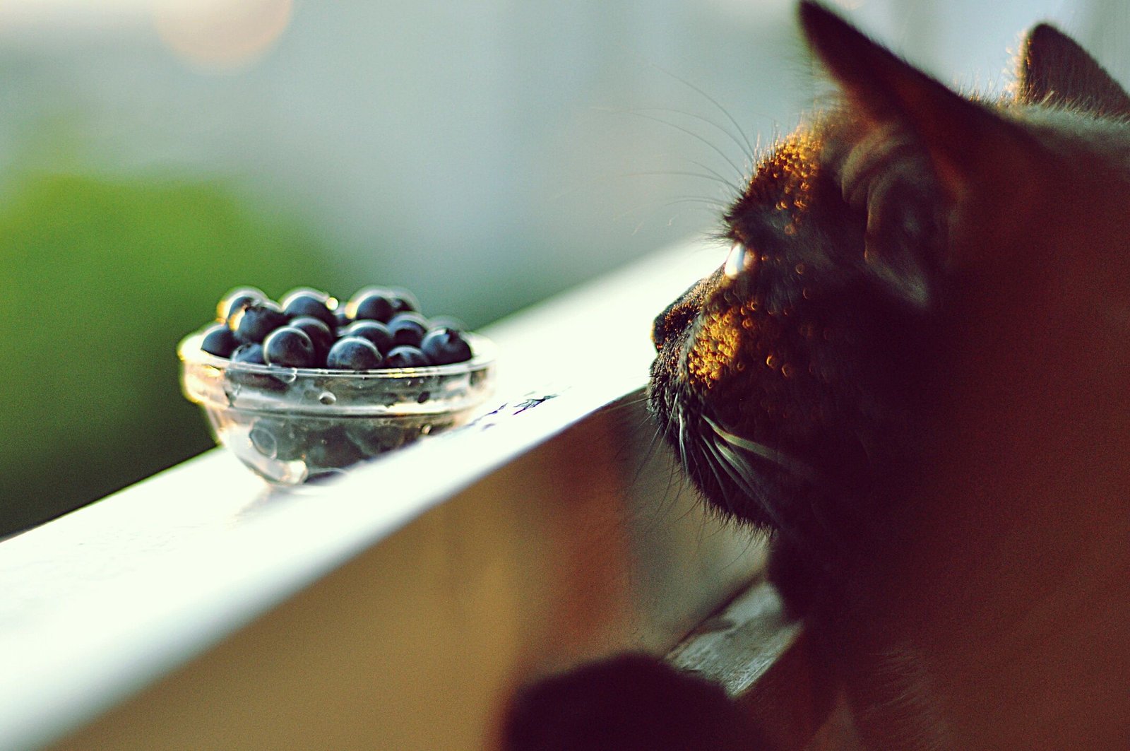 Fruits That Can Be Included in a Cat's Diet