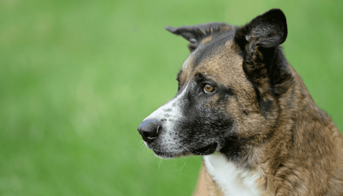 Signs of fleas on your dog