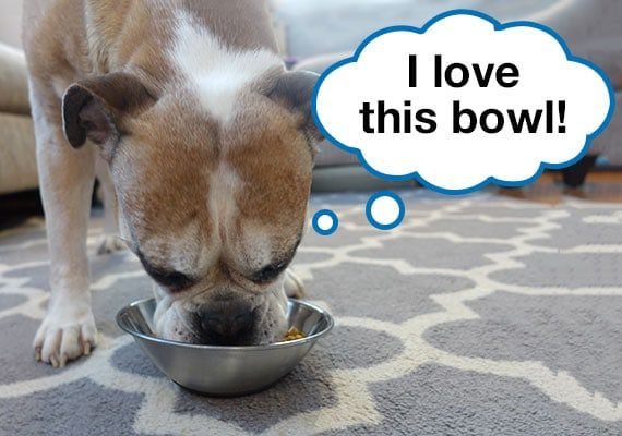 Characteristics of Flat-Faced Dog Bowls