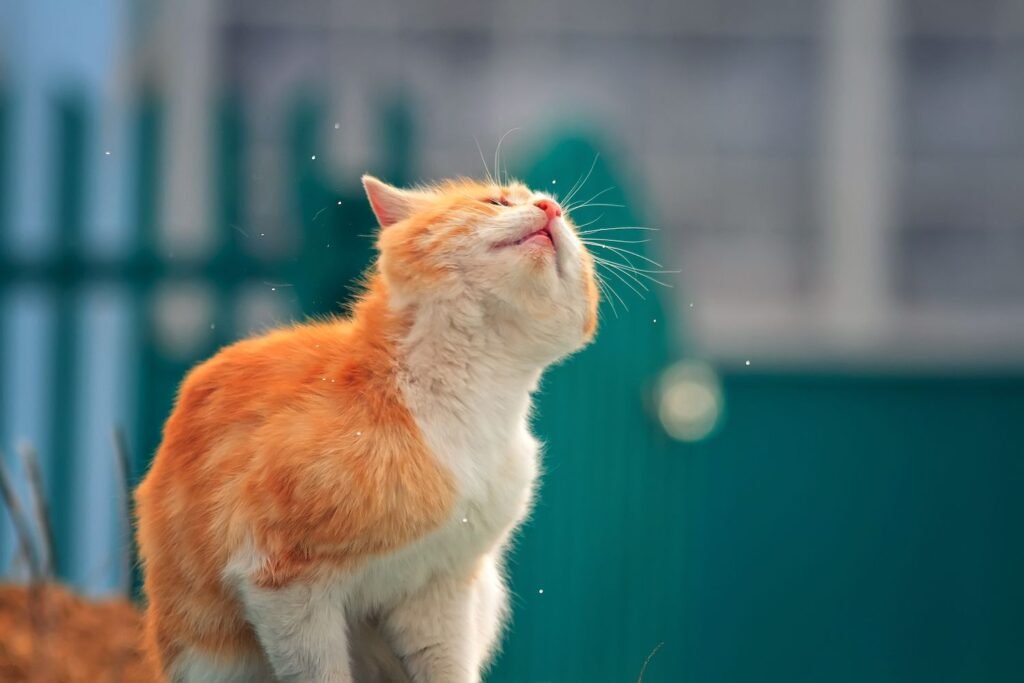 Common Causes of Head Shaking in Cats: Insect Bites