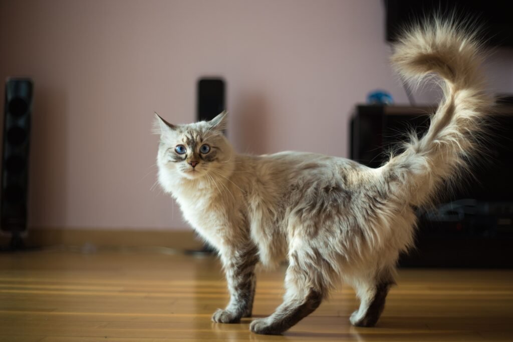 Common Reasons Why Your Cat Might Smell: Skin and Coat Conditions