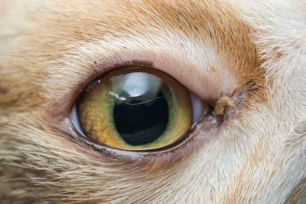 Conjunctivitis: Causes, Treatment, and Prevention in Cats