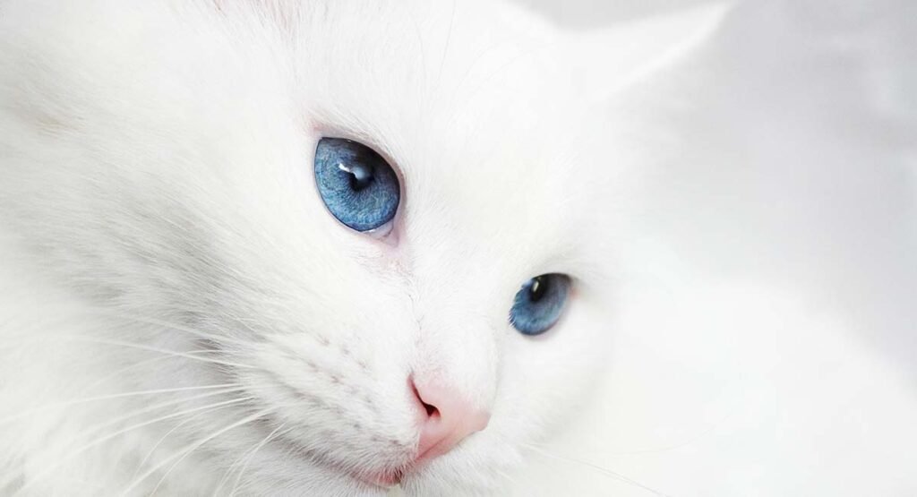 Cute White Cat Names