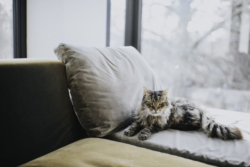 Heat Cycles in Female Cats