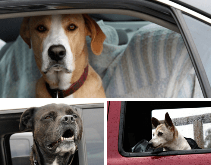 Exploring the argument in favor of dogs waiting in cars
