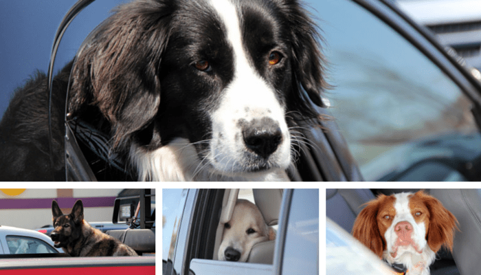 The author's perspective on dogs waiting in cars