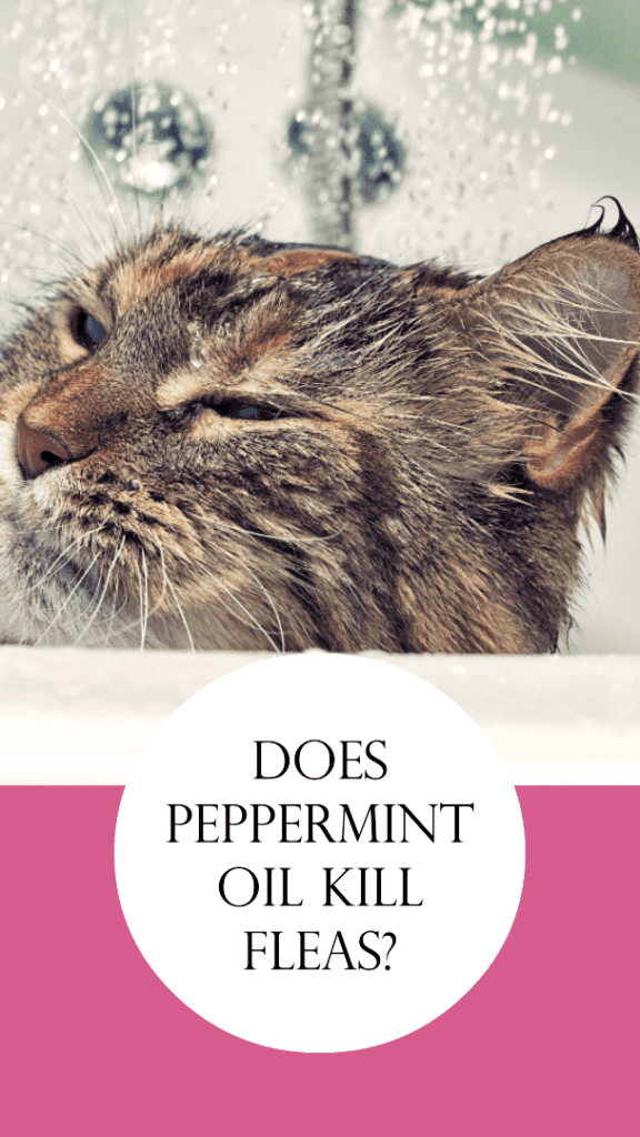 does peppermint oil kill fleas