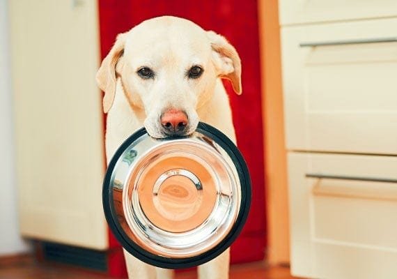 Best Stainless Steel Bowl for Flat-faced Dogs