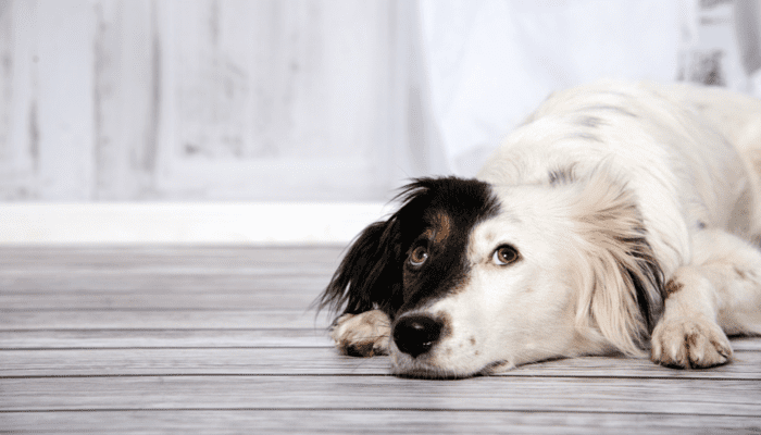 Signs of Boredom in Dogs
