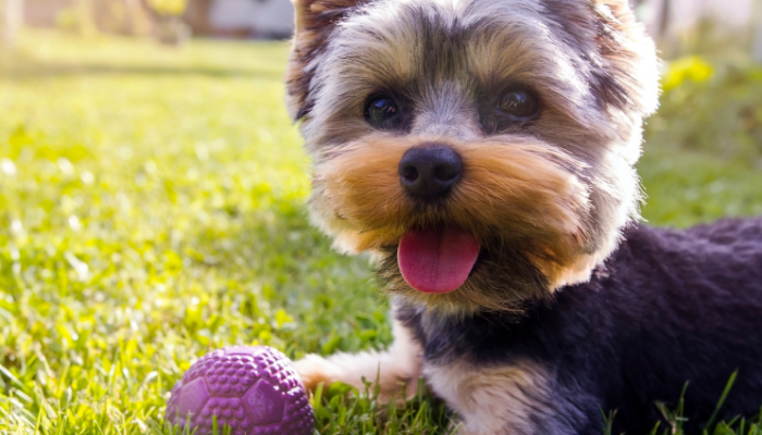 Benefits of these Activities for Dogs