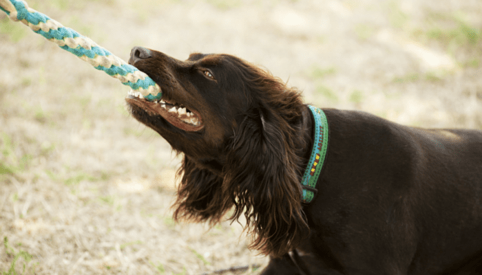 Choosing Activities for Your Dog